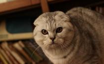 折耳貓是怎樣的？折耳貓的生活習(xí)性