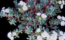 白鳳菊的養殖方法-白鳳菊的簡介