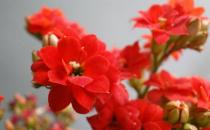 宮燈長壽花的簡介-宮燈長壽花的養殖方法