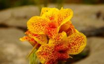 蝴蝶蘭的作用-蝴蝶蘭怎么養殖？