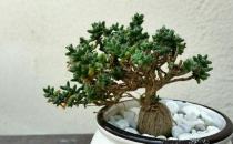 姬紅小松的養殖方法-姬紅小松的簡介