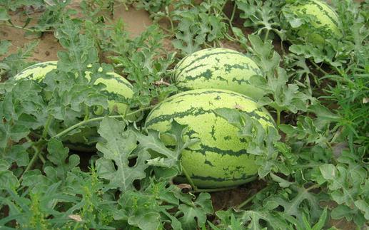 黑美人是什么?黑美人怎么養(yǎng)護(hù)?