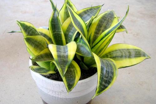 虎皮蘭對家居環境的影響-虎皮蘭是什么？