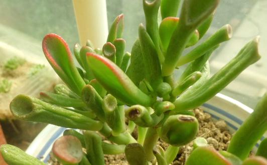 筒葉花月是什么?筒葉花月的養(yǎng)護(hù)方法