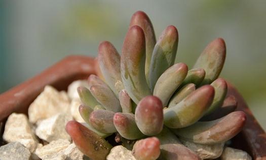 乙女心是什么?乙女心的養殖方法