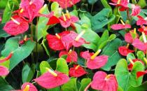 紅掌是什么？紅掌對家居環境的影響