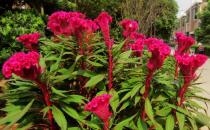 雞冠花的功效-雞冠花的養殖方法