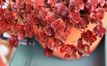 山地玫瑰的簡介-山地玫瑰的養殖方法