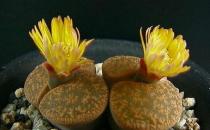 生石花的養殖方法-生石花是什么？