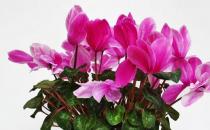 仙客來的介紹-仙客來的養護方法