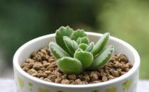 熊童子的養殖方法-熊童子是什么？