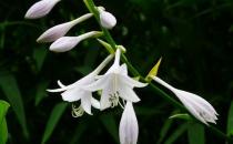 玉簪花的簡(jiǎn)介-玉簪花怎么養(yǎng)殖？