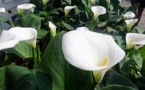 白掌的介紹-白掌的養殖技術