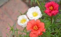 半支蓮的介紹-半支蓮的風水學應用