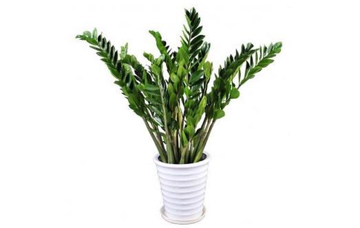 金錢樹的介紹-金錢樹怎么養護?