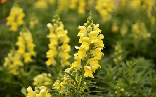 金魚草是什么?金魚草的養殖方法