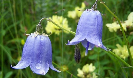 鈴蘭是什么?鈴蘭對家居環境的影響