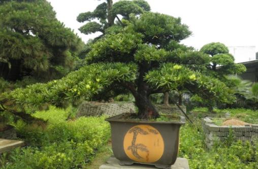 羅漢松是什么？羅漢松怎么養護？