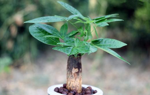 發(fā)財(cái)樹怎么種植?發(fā)財(cái)樹是怎樣的?