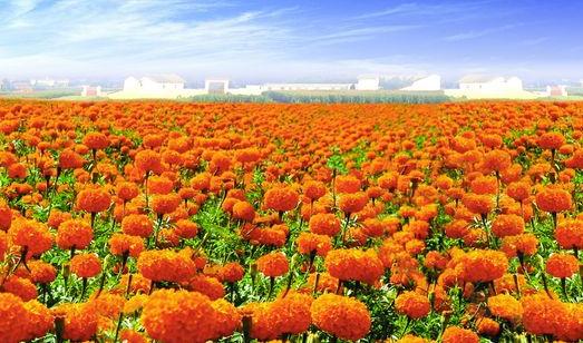 萬壽菊怎么養護?萬壽菊的特征