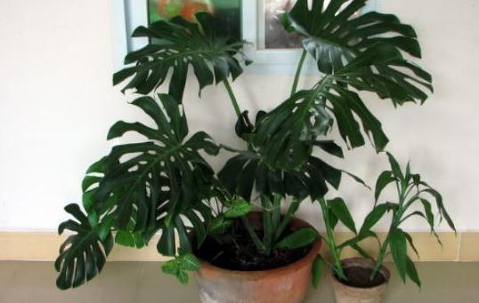 龜背竹如何養護?龜背竹是什么?