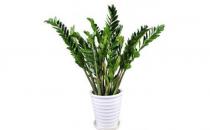 金錢樹的介紹-金錢樹怎么養(yǎng)護？