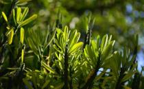 龍骨的作用-龍骨是什么？