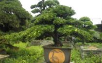 羅漢松是什么？羅漢松怎么養(yǎng)護(hù)？