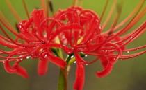 曼陀羅花的特征-曼陀羅怎么栽種？