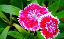 米蘭花的介紹-米蘭花對家居環境的影響