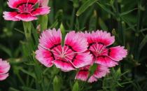 石竹是怎樣的？石竹對家居環(huán)境的影響