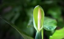 滴水觀音是什么？滴水觀音怎么養護？