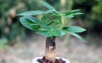 發(fā)財樹怎么種植？發(fā)財樹是怎樣的？