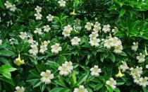 非洲茉莉的養(yǎng)護(hù)技巧-非洲茉莉是怎樣的？