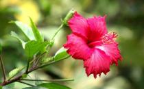 扶桑是怎樣的？扶桑如何養護？