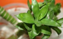 富貴竹的寓意-富貴竹怎么養殖？