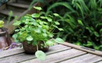 銅錢草是什么？銅錢草對家居環境的影響