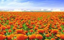 萬壽菊怎么養護？萬壽菊的特征