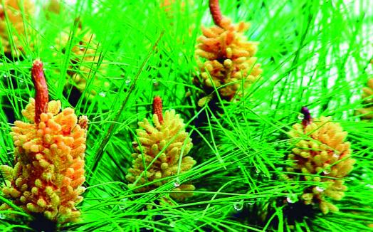 馬尾松的養(yǎng)殖方法-馬尾松是什么？