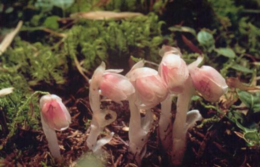 水晶蘭怎么養(yǎng)殖?水晶蘭的簡(jiǎn)介