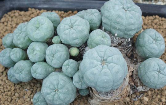 烏羽玉怎么種植?烏羽玉的簡介