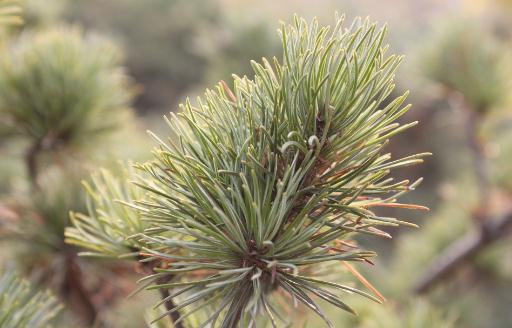 五針松的養殖方法-五針松是什么?