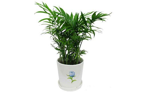 袖珍椰子如何養殖?袖珍椰子是什么?