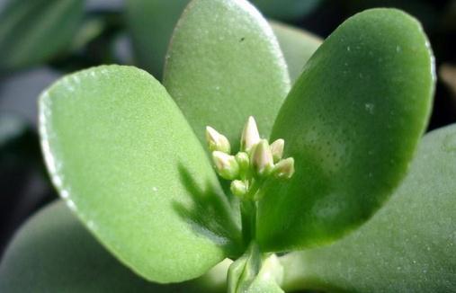 燕子掌在家居中的作用-燕子掌如何種植?