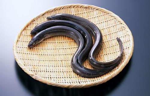 鰻魚的營養價值功效 如何健康食用鰻魚?