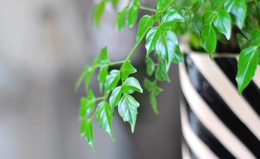 幸福樹是什么?幸福樹的作用及養護方法