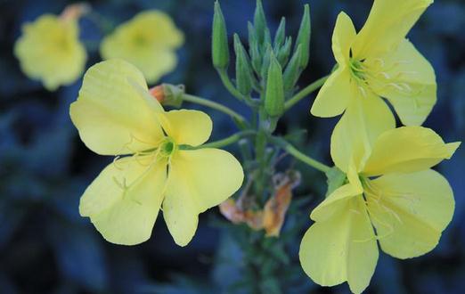 夜來香的介紹-夜來香花對家居環(huán)境的影響