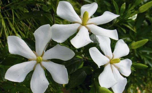 梔子花是什么？梔子花的養(yǎng)護(hù)方法