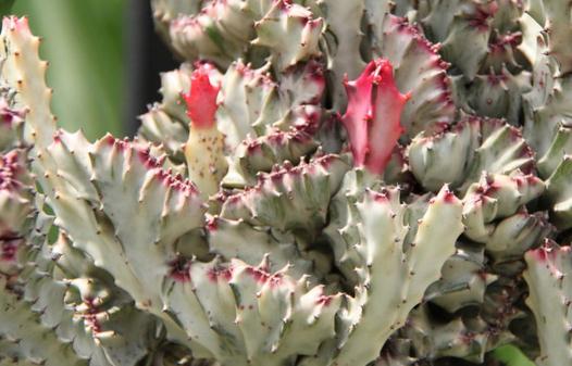 春峰怎么養殖?春峰是什么?