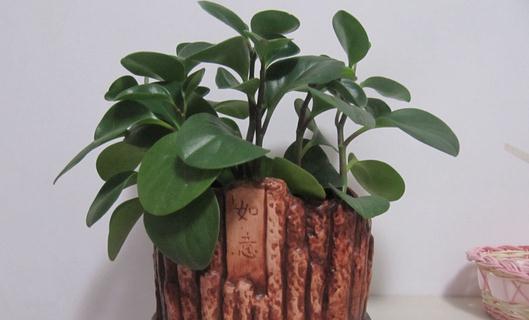 豆瓣綠的養殖方法-豆瓣綠是什么？